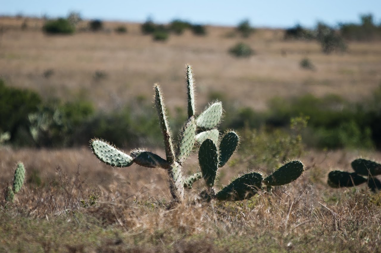 Cacti at Addo