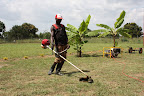 Workman using brush cutter to slash grass
