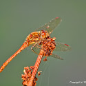 DSC_6854.JPG