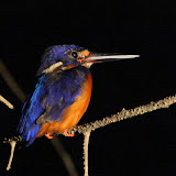 Kingfisher, the smallest species in Borneo I was told.