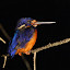 Kingfisher, the smallest species in Borneo I was told.