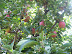 Picking Apples