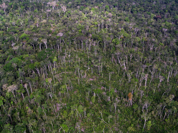 This image taken from a helicopter shows the same blowdown region a few years after the 2005 storm that killed trees near Manaus, Brazil. Regrowing vegetation has covered up most of the downed trees, but some tree stems are still visible. Photo: Chambers, et al., 2013