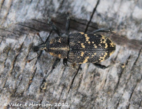 [pne-weevil-Hylobius-abietis-top%255B2%255D.jpg]