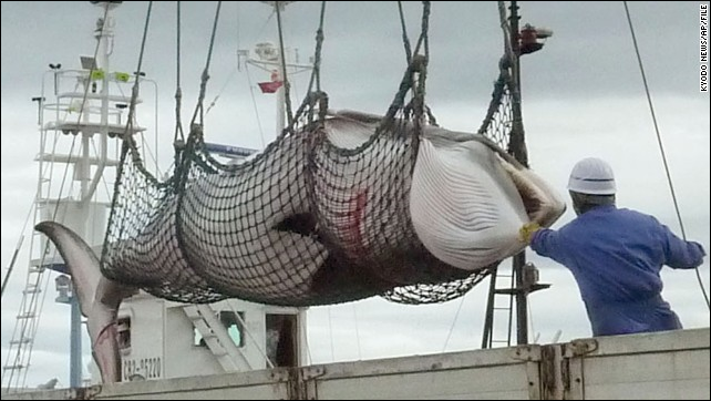 A slaughtered minke whale is unloaded at a port during a Japan whale poaching hunt in Kushiro, Hokkaido. Photo: Kyodo News / AP