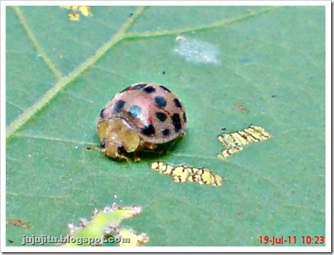 Kumbang Koksi ‘Twentyeight-spotted Potato Ladybird’ (Henosepilachna vigintioctopunctata) 06