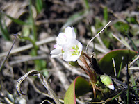 Lemondrop04-13 005.JPG Photo