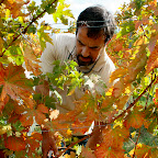 (LUI)GINO VAGNONI: socio e agronomo... vive in simbiosi con la vigna, con la flora e la fauna che lo circonda e soprattutto col suo trattore!