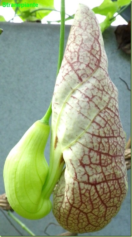 Aristolochia gigantea bocciolo