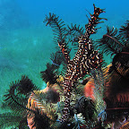 Harlequin ghost pipefish (Cabilao)