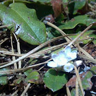 Trailing arbutus