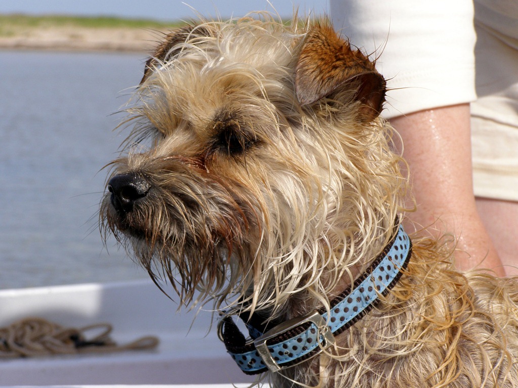 [Chien%2520marin%25201%255B3%255D.jpg]