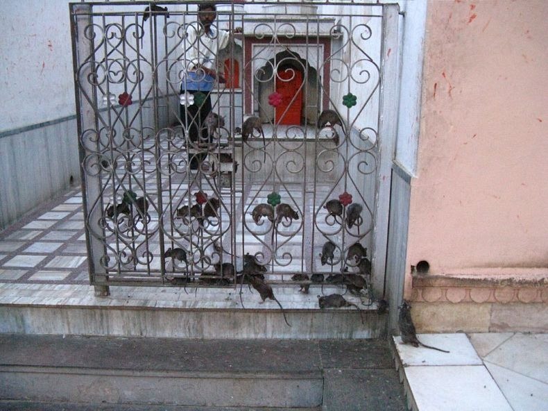 karni-mata-temple-10 karni-mata-temple-10