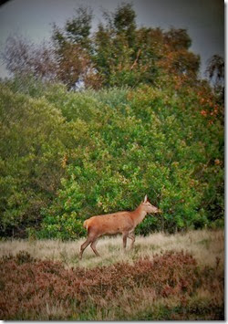 red deer hind chasewater red deer hind chasewater
