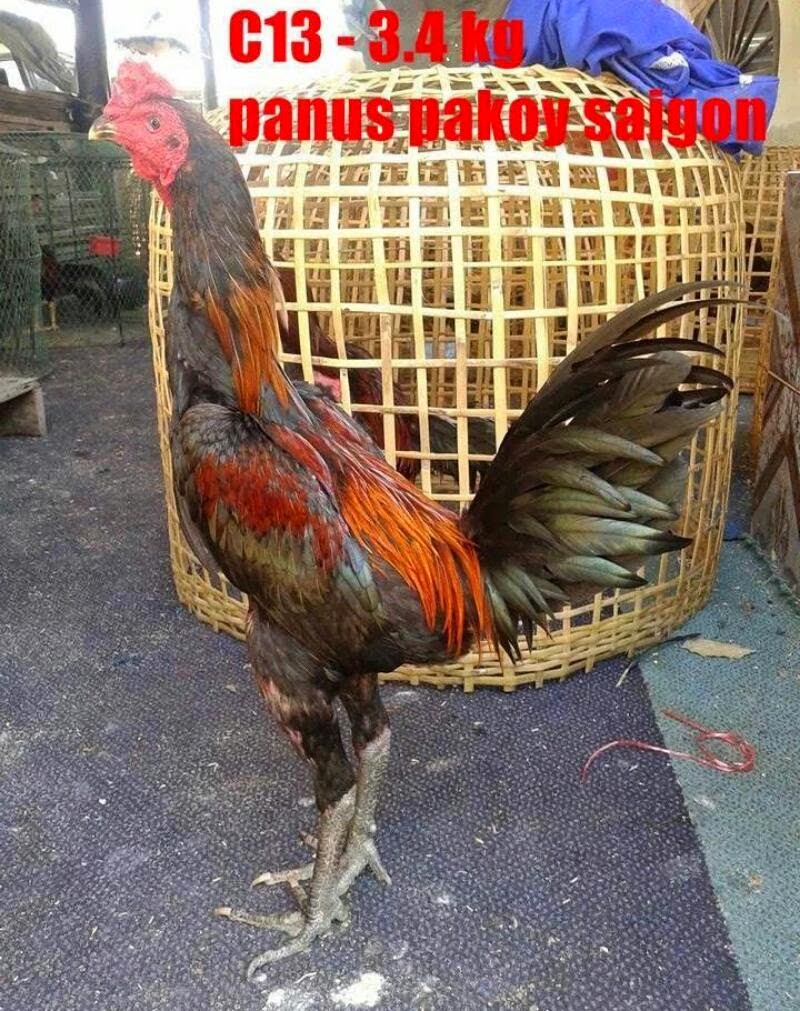 Reban Ayam Belakang Rumah Kayu Pallet Youtube