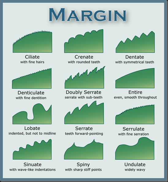 types of margins of leaves with diagrams