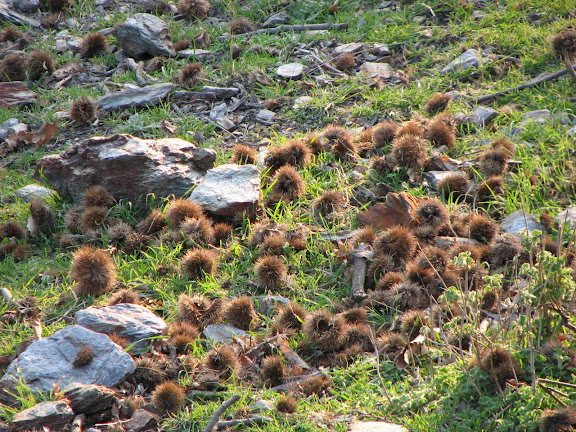 Nasty prickly thingers
