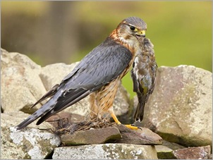 Merlin Kills a Songbird
