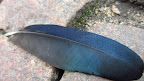 I was in awe at colors in this beautiful feather…