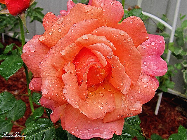 [Rose_Easy_DoesIt_Rain%255B9%255D.jpg]
