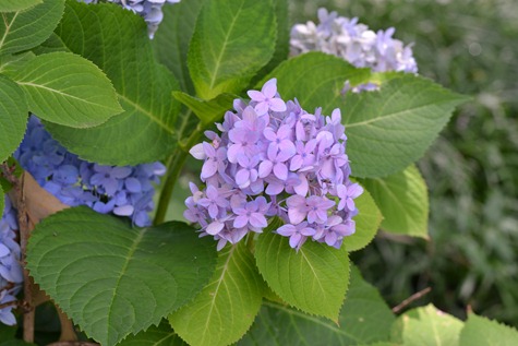 DSC_0197 DSC_0197