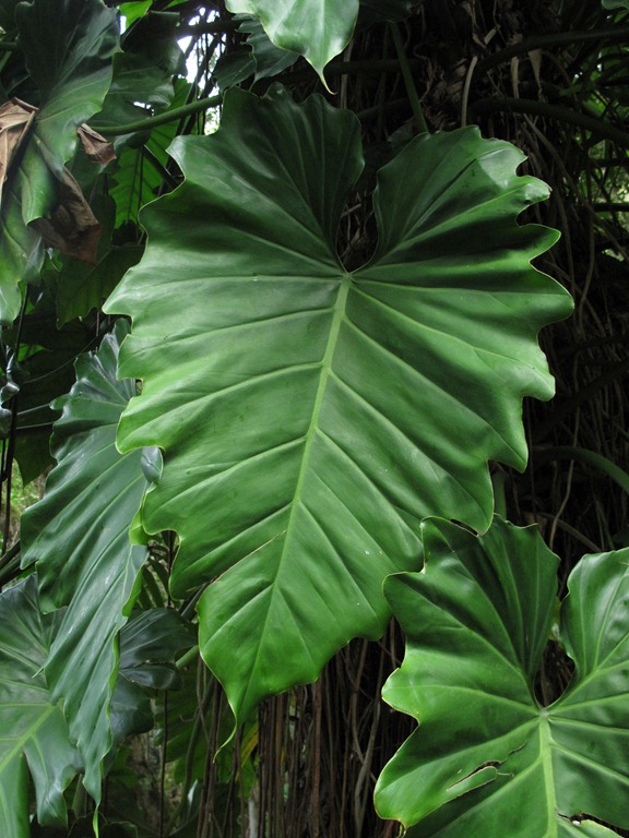 [heartleaf%255B4%255D.jpg]