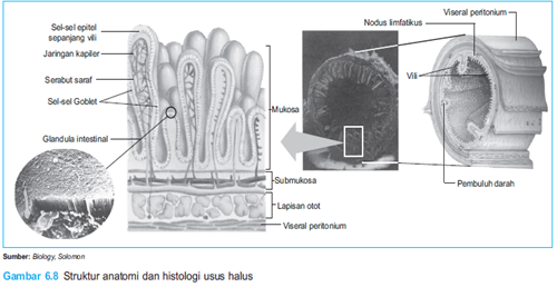 Struktur anatomi usus halus Struktur anatomi usus halus