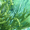  Snorkel Buck Island Reef 