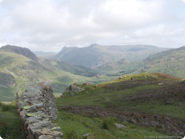 highland cattle and langdale pikes