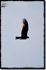 Cangrejos (12)