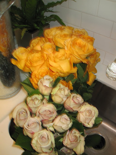Here is a close-up of two different types of roses: Capriccio and Metallina.