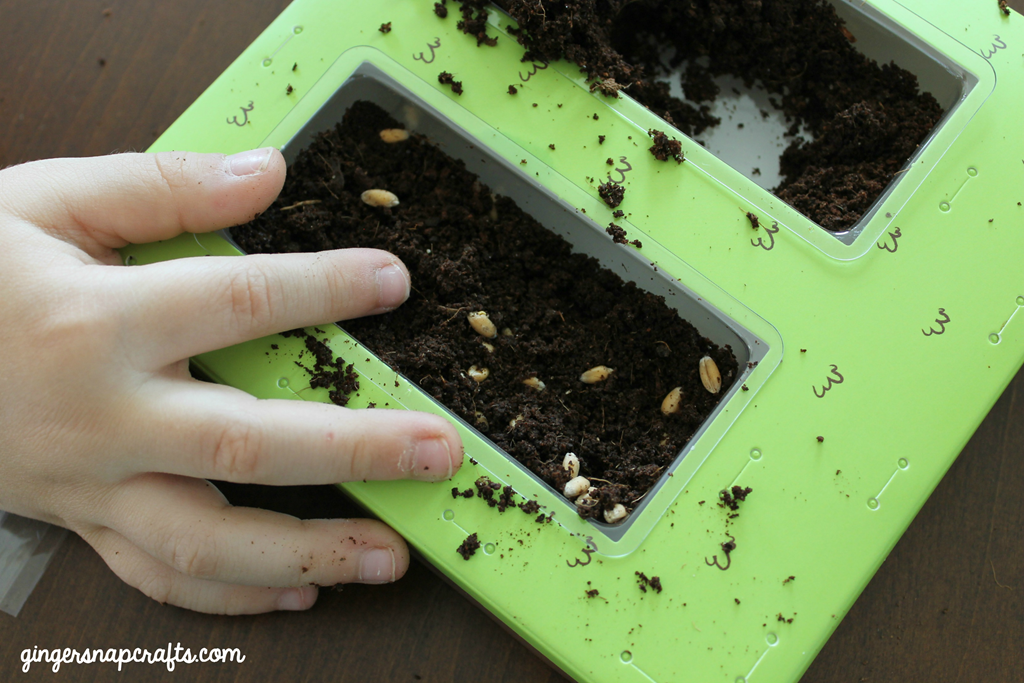 [%2523kiwisummerfun%2520planting%2520seeds%255B4%255D.png]