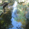 koryto Wełny z mostu w Jaraczu-Młynie dsc01570.jpg