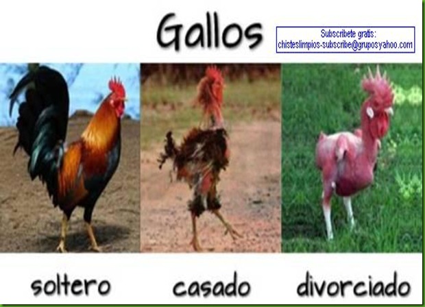 gallo