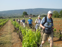 Through the vineyards