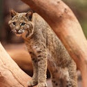 Eurasian Lynx