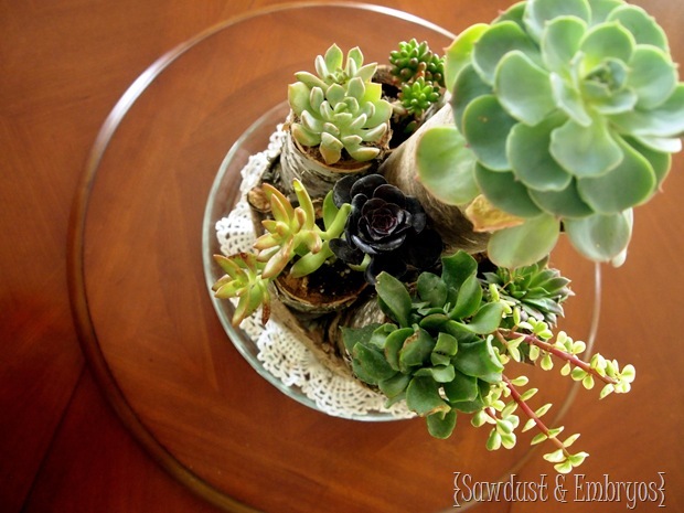 Succulent Centerpiece using Birch Logs and Twine (Sawdust and Embryos)