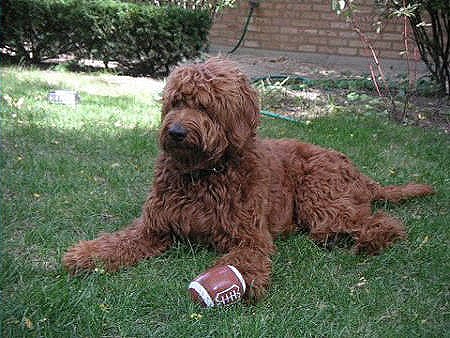 [Goldendoodle_Red%255B5%255D.jpg]