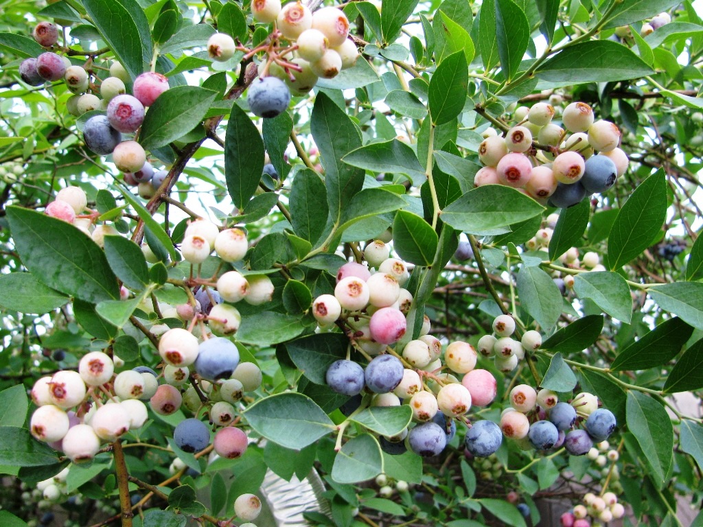 [blueberries2%255B4%255D.jpg]