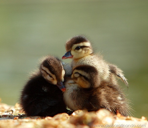 filhotes-patos-fofos-pequenos-desbaratinando (11)