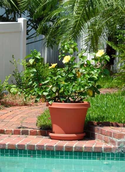 [hibiscus%255B4%255D.jpg]