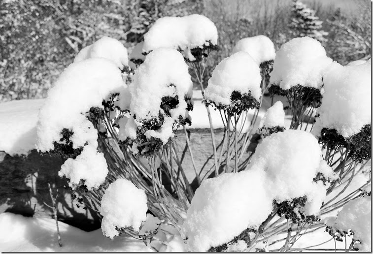 IMG_3010 IMG_3010