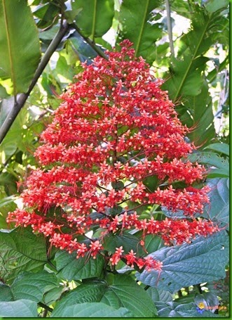 [Clerodendrum%2520speciossisimum_thumb%255B1%255D%255B2%255D.jpg]