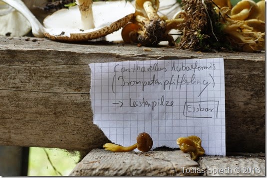 Trompetenpfifferling Cantharellus tubiformis