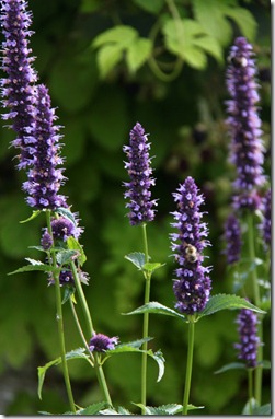 Agastache 'Black Adder'