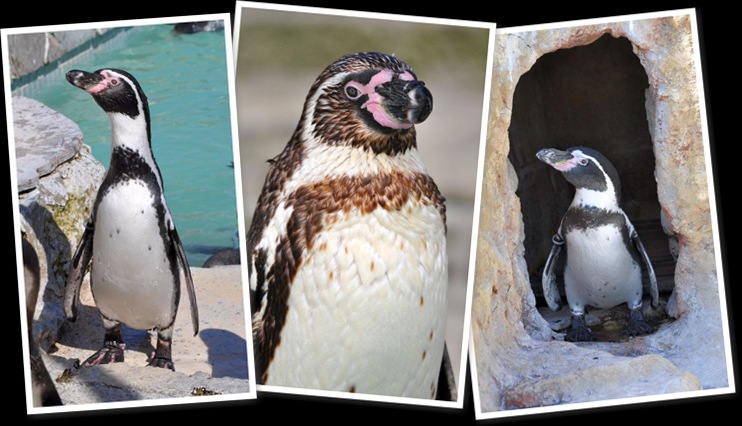 View penguins for adoption