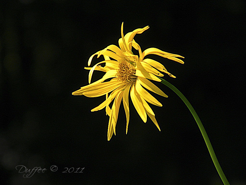 [Yellow%2520Chyrsanthemum%255B5%255D.jpg]