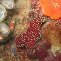 Sea Finger