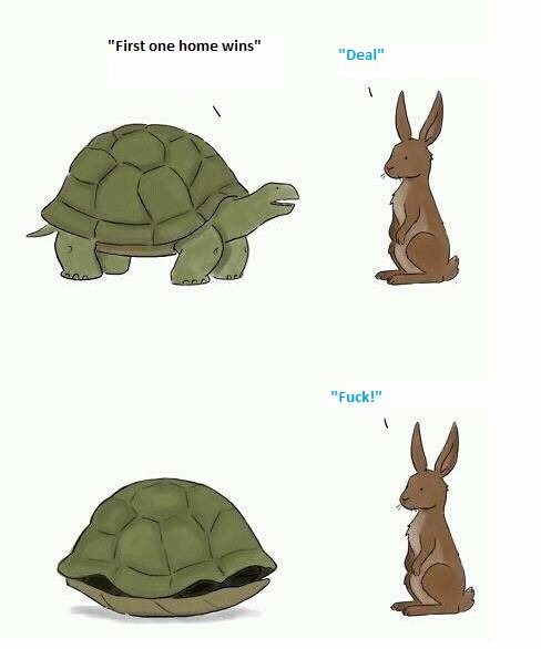 [tortoise4.jpg]