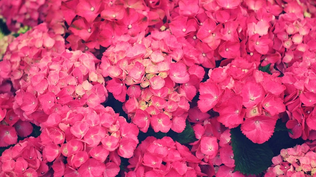 [ws_Pink_Flowers_1920x1080%255B8%255D.jpg]